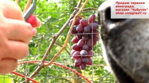 Виноград КЛУБНИЧНЫЙ - действительно вкус  ягод землянично-клубничный,  сигналочка, хорошенькая