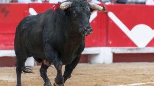 К ЧЕМУ СНИТСЯ БЫК ИЛИ ВИДЕТЬ БЫКА ВО СНЕ / ТОЛКОВАНИЕ СНОВ / СОННИК