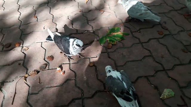 Голуби дерутся смотреть онлайн