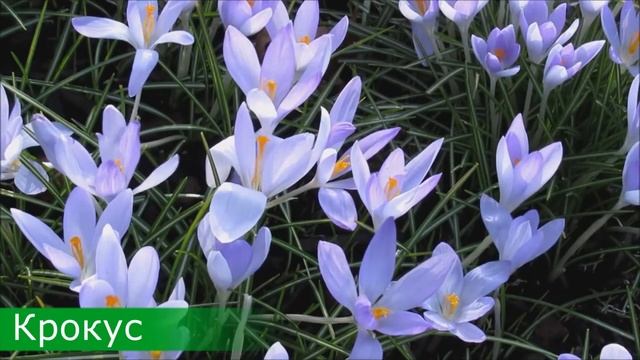 19 апреля - День подснежника смотреть онлайн