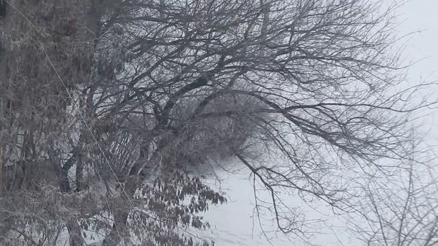 Колония дроздов-рябинников в Кировограде смотреть онлайн