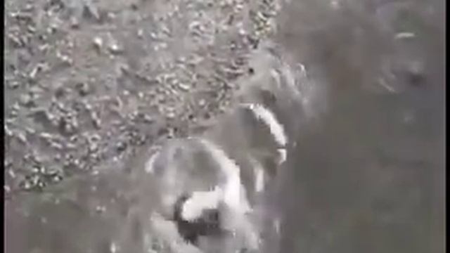 Сом ест голубей смотреть онлайн