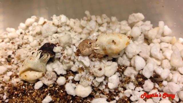 Chameleon making nest and laying eggs- Baby Chameleon hatching смотреть онлайн