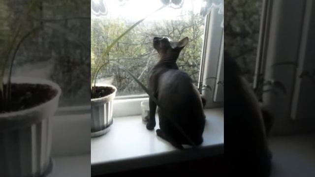 Донской Сфинкс смотреть онлайн