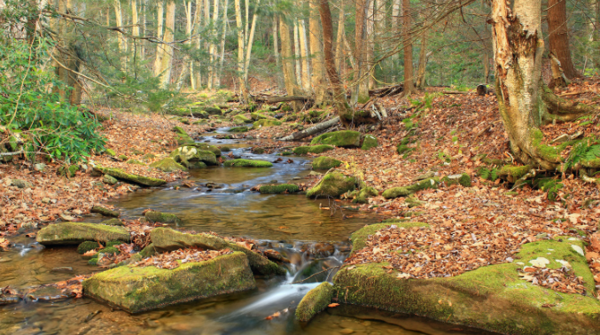 Расслабляющие Звуки воды. Звуки природы - Звуки журчащего ручья ✦ Пение Птиц ✦ Relaxing смотреть онлайн