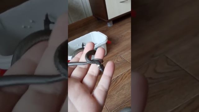 вторая стадия линьки ужа обыкновенного лат. ( Natrix Natrix )