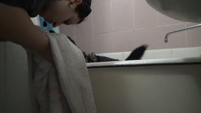 Купаю собаку! Какие команды собака должна выполнять в ванной? Собака пререкается :) смотреть онлайн