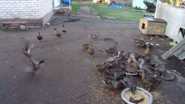 Утро пол 6 - го. Дикая утка (кряква) смотреть онлайн