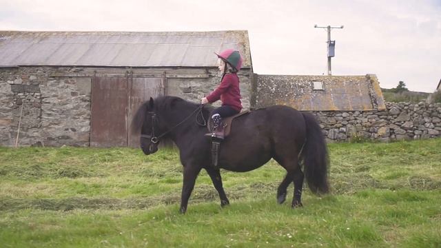 Shetland Ponies from Shetland смотреть онлайн