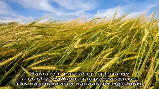 Клубника Фаворит — описание сорта смотреть онлайн