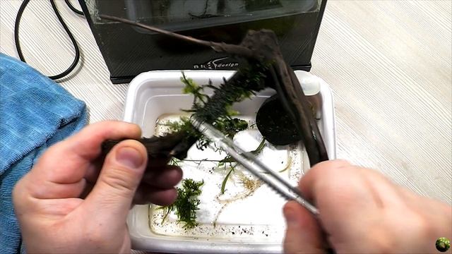 Запуск нано аквариума на 6,5 литров. смотреть онлайн