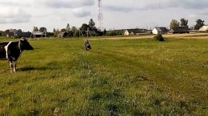 Минитрактор из мотоблока НьюСич, собран на 70%