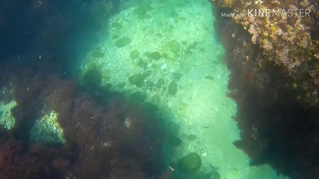 Саргу 2,7 кг. смотреть онлайн