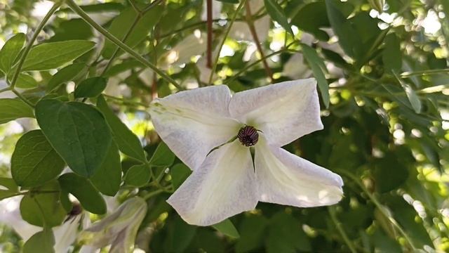 Клематис Алба Люксурианс . Clematis Alba Luxurians .