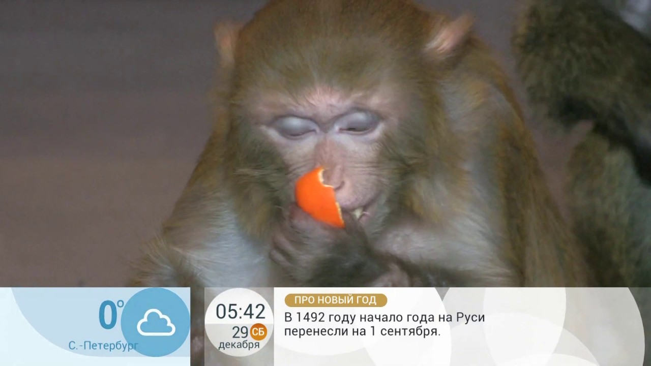 Первый канал: мандарины и обезьяны смотреть онлайн