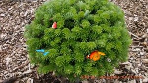 Пихта корейская Бриллиант (abies koreana brillant) ? обзор: как сажать, саженцы пихты Бриллиант