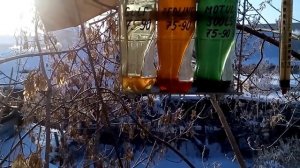 Gulf Syngear 75W 90 Motul Gear 300 LS 75W 90 Red Line GL 5 75W90  при минус   32 C