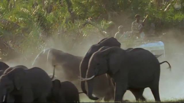 Elefanten Im Kilimanjaro (2000) [Dokumentation] | ganzer Film (deutsch)