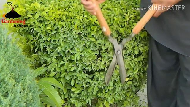 Baar k pode ki fancy cutting || Gardening & Others смотреть онлайн