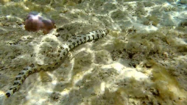 Снежная мурена / Snowflake moray в бухте Сахль-Хашиш. Отель Pyramisa Beach Resort Sahl Hasheesh. смотреть онлайн