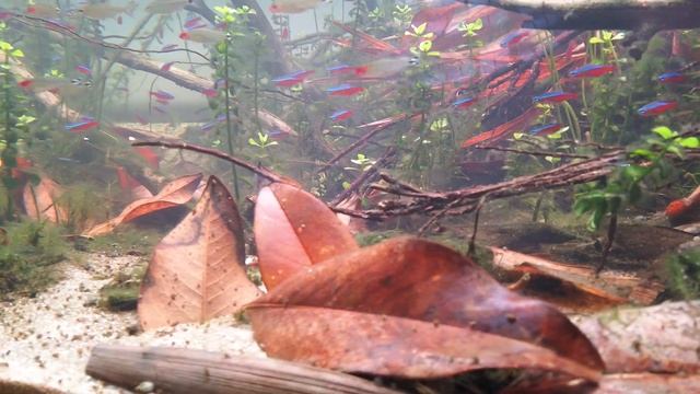 1800 liter - Wild Orinoco Biotope - Little Tree Design Biotopes смотреть онлайн