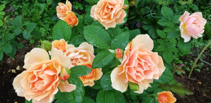 РОЗЫ-ПЕРВОГОДКИ. КОНКУРС КРАСОТЫ смотреть онлайн