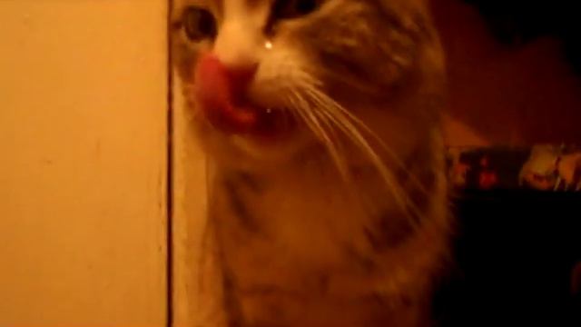 MC ТИША-Мой кот любит хип хоп (КЛИП) смотреть онлайн