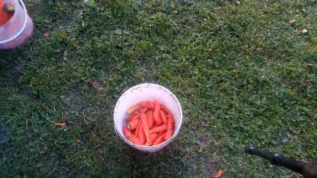 Как я чищу морковь автомойкой смотреть онлайн