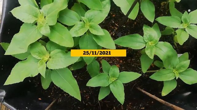 HOW TO GROW DWARF SUNSPOT SUNFLOWERS! смотреть онлайн