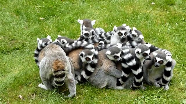 Для чего Лемурам длинные хвосты. Why Lemurah long tails. смотреть онлайн
