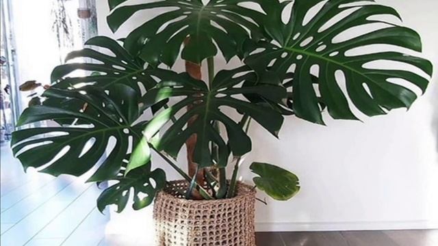 Растения полезные для вашего здоровья.plants that purify the air.#комнатныерастения #цветыдлядома смотреть онлайн
