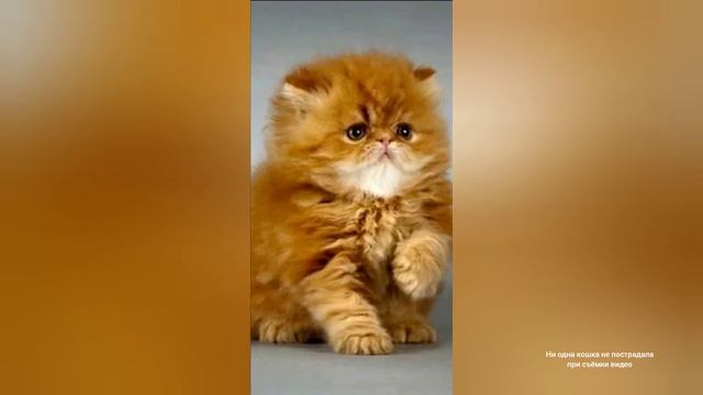 Какая кличка может подойти породистым кошкам (девочкам) смотреть онлайн