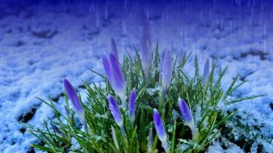 Футаж. Цветы под дождём 23