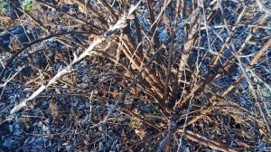 ??Войлочная вишня.Обрезка.Обработки. Монилиоз.Рекомендую досмотреть до конца!