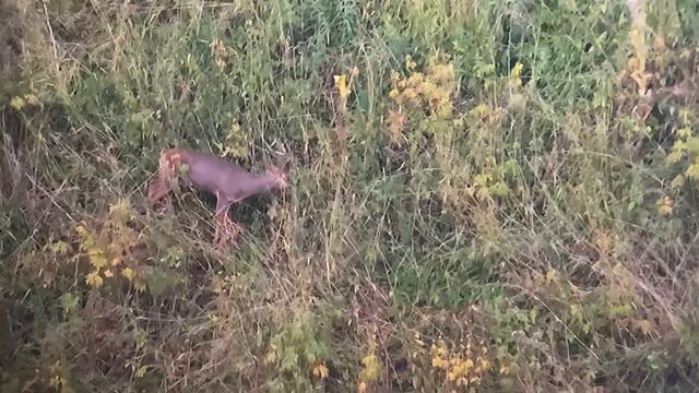 Охота на косулю с манком в горах🏔🏔🏔 смотреть онлайн