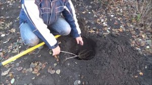 Посадка красной смородины. Весной и осенью.