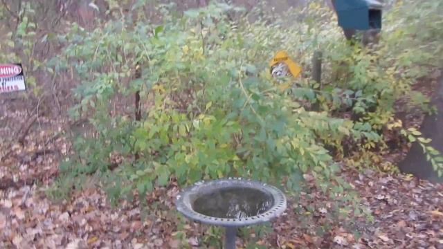 How To Store Wild Bird Seed  - Winter Bird Feeding - Certified Wildlife Habitat