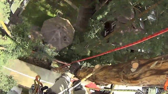 Как спилить дерево рядом с теплицей. How to cut a tree next to a greenhouse. смотреть онлайн