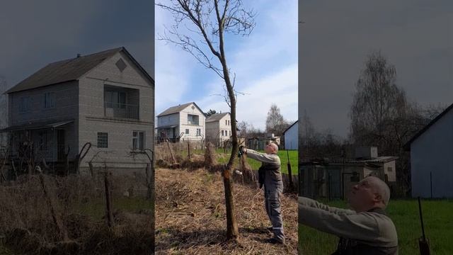 Элетрическая пила Розетка RZTK CS 1900E, лучшая в того что есть. За день 12 деревьев, работает ?