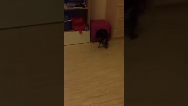 Бой той терьер и сфинкс смотреть онлайн