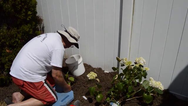 Growing Hardy Hibiscus plants From Seeds: Part 1. Episode 41 смотреть онлайн