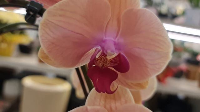Orquídea Phalaenopsis 2 Hastes Rose смотреть онлайн