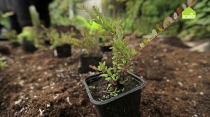 Как вырастить на огороде клюкву и бруснику