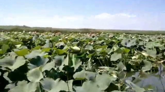 Ахтарские лотосы (конец сезона цветения) смотреть онлайн