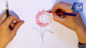 Как нарисовать астру // Как нарисовать цветок карандашом для начинающих