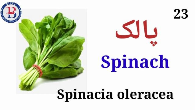 50 Common Vegetables. #vegetables #vocabulary#english#scientificnames#english #pronunciation #viral смотреть онлайн