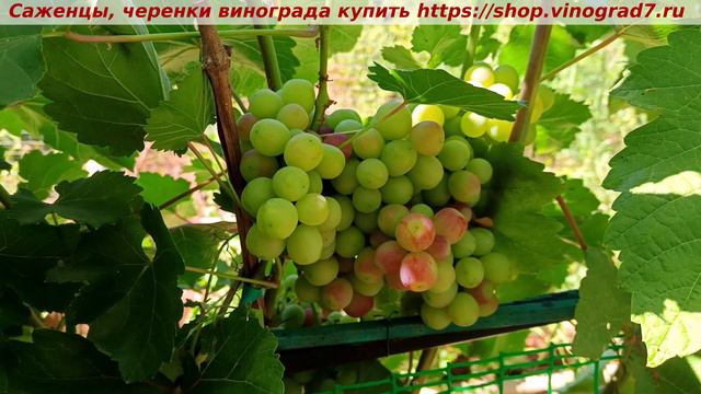 ДАРВИКА 10 июля 2024 года - парад ультраранних сортов и форм винограда по сроку окрашивания смотреть онлайн