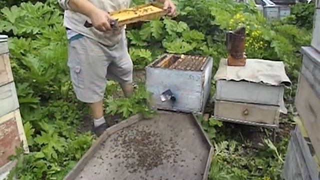 работы на пасеке в июне - как не допустить роев с не плодными матками смотреть онлайн