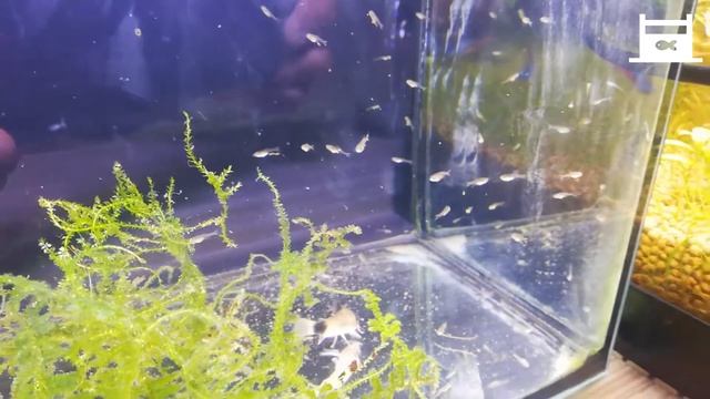 Silvertip Tetra - Hasemania Nana Fry смотреть онлайн