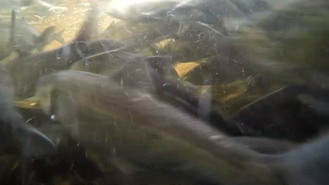 Herring Run 2019 ~ Middleboro Massachusetts